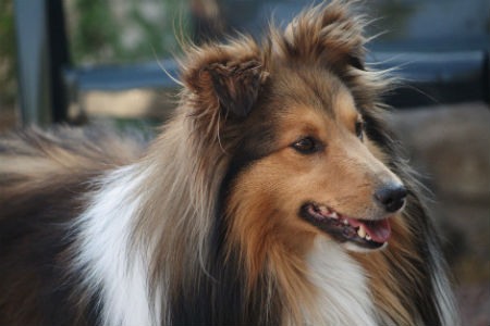 Rough Collie