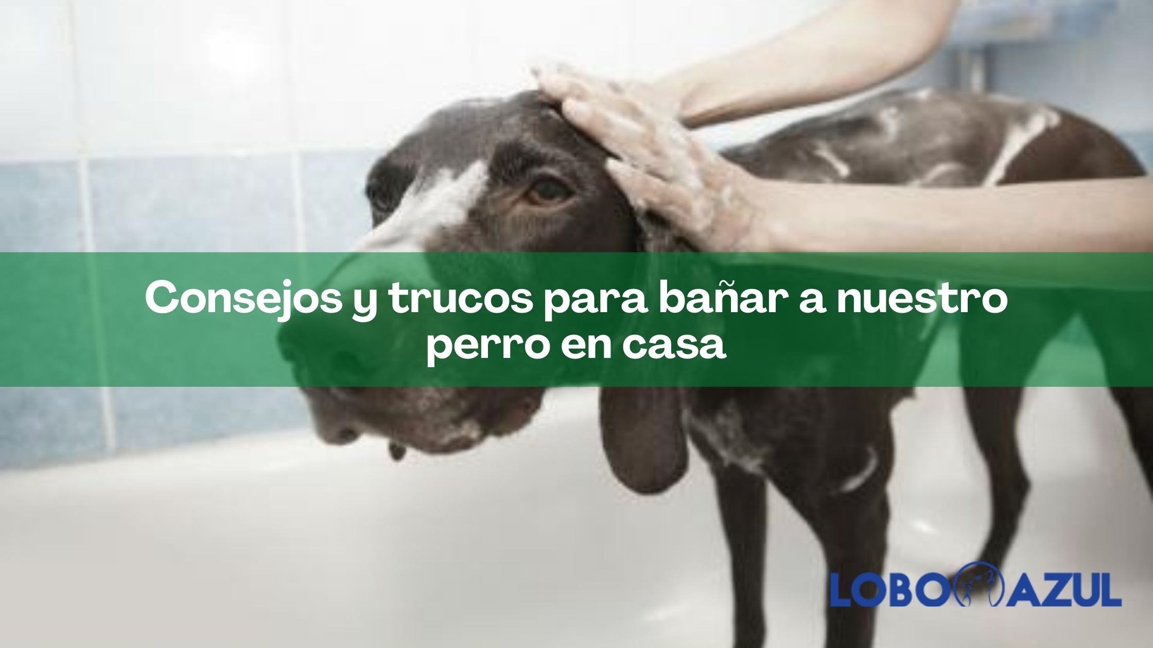 Consejos y trucos para bañar a nuestro perro en casa