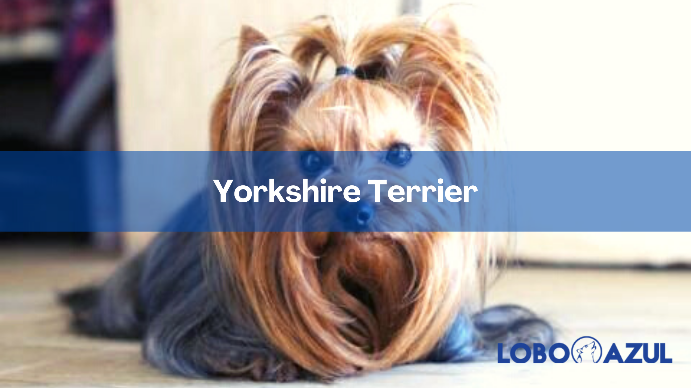 Yorkshire terrier: Una gran personalidad en un cuerpo diminuto