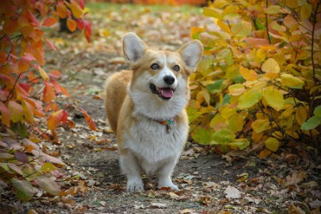 Corgi Gales de Pembroke