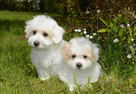 adoptar Coton de Tulear