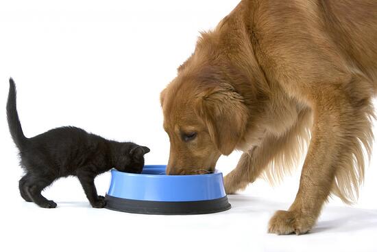 perro-y-gato comiendo