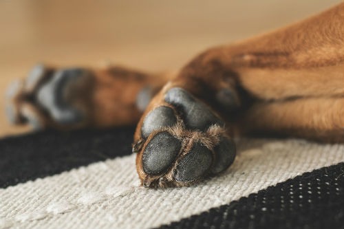 almohadillas de los perros