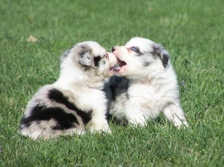 dientes perros