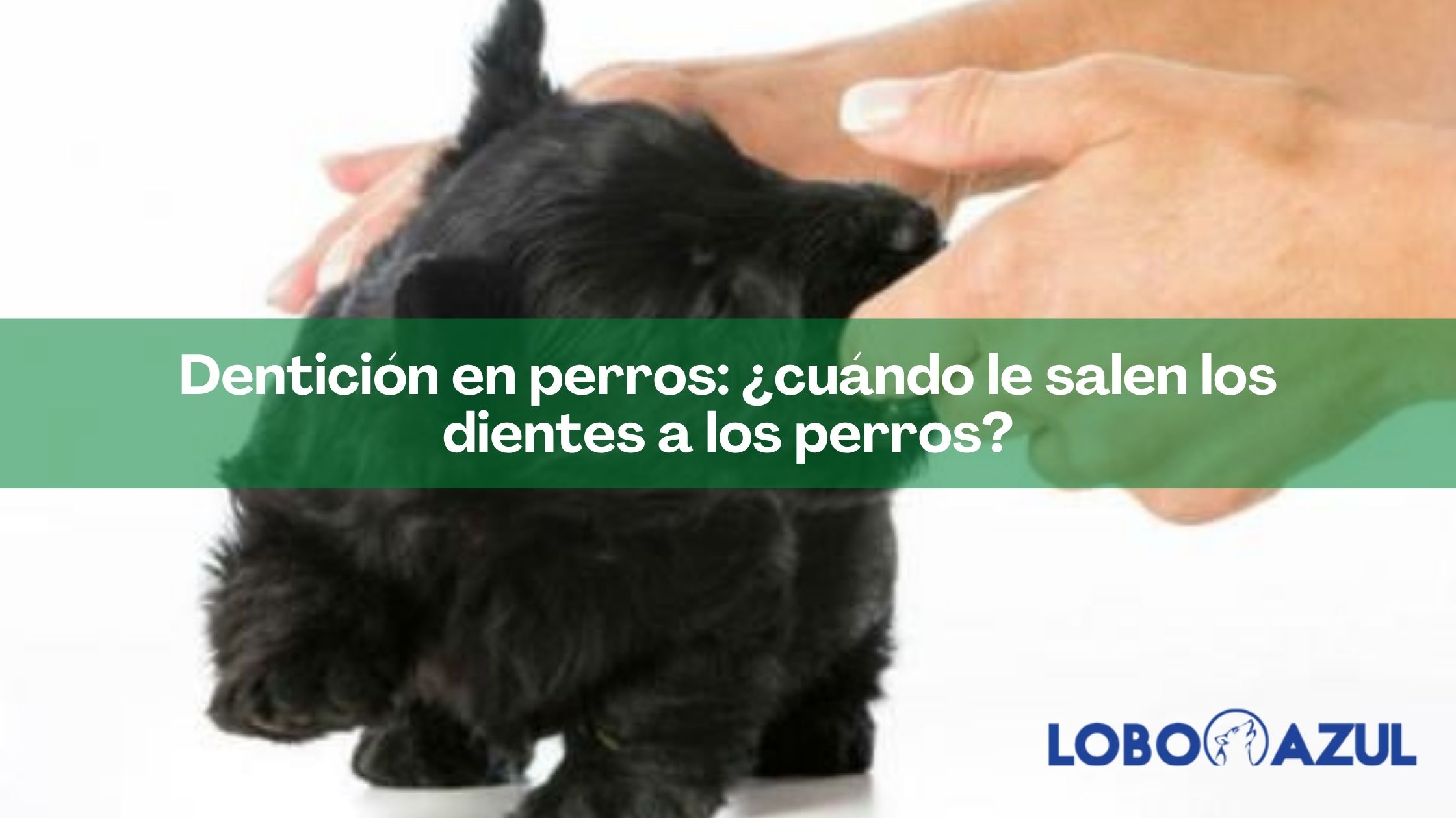 Dentición en perros: ¿cuándo le salen los dientes a los perros?