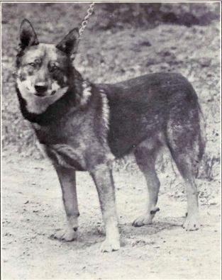 norwegian_elkhound_from_1915.jpg