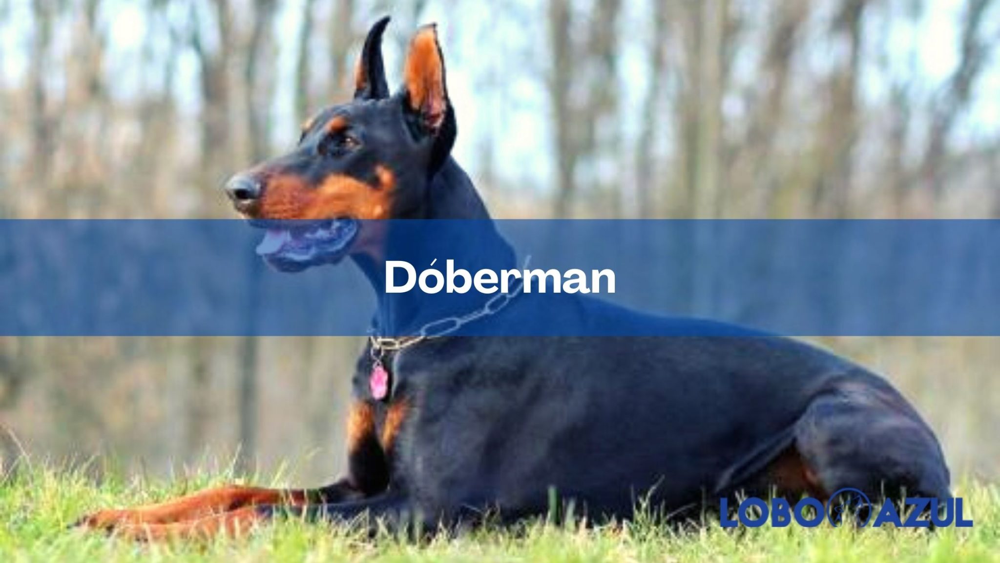El Dóberman: un gran perro guardián y de compañía