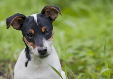 raza Ratonero bodeguero andaluz