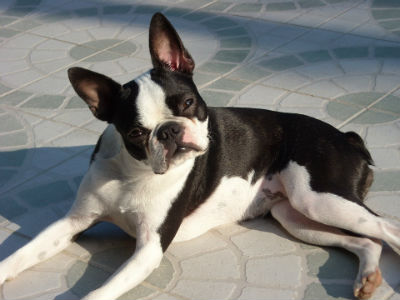 Boston Terrier americano