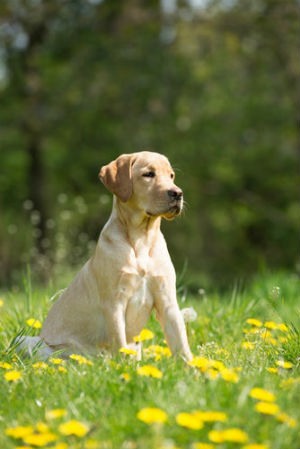 Origen e historia del Labrador retriever