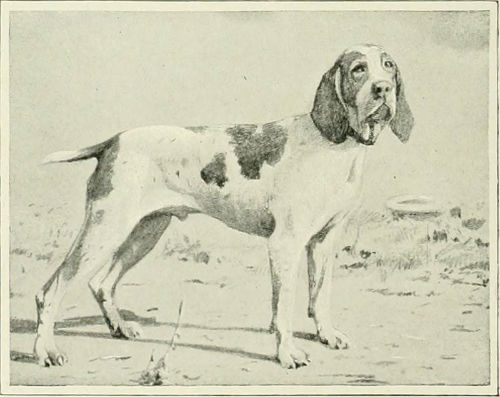 2_-_antiguo_perro_de_muestra_espanol.jpg