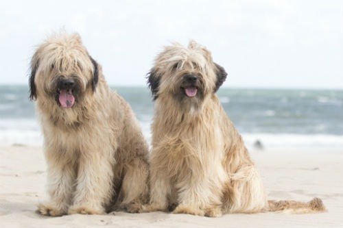 perro Pastor Catalan