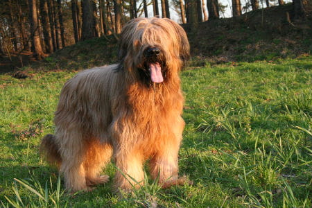 2_-_briard.jpg