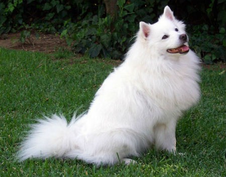 american eskimo