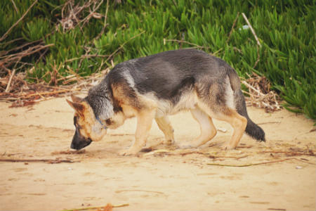 El olfato de los perros