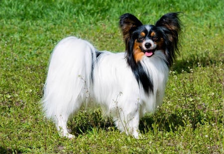 perro papillon