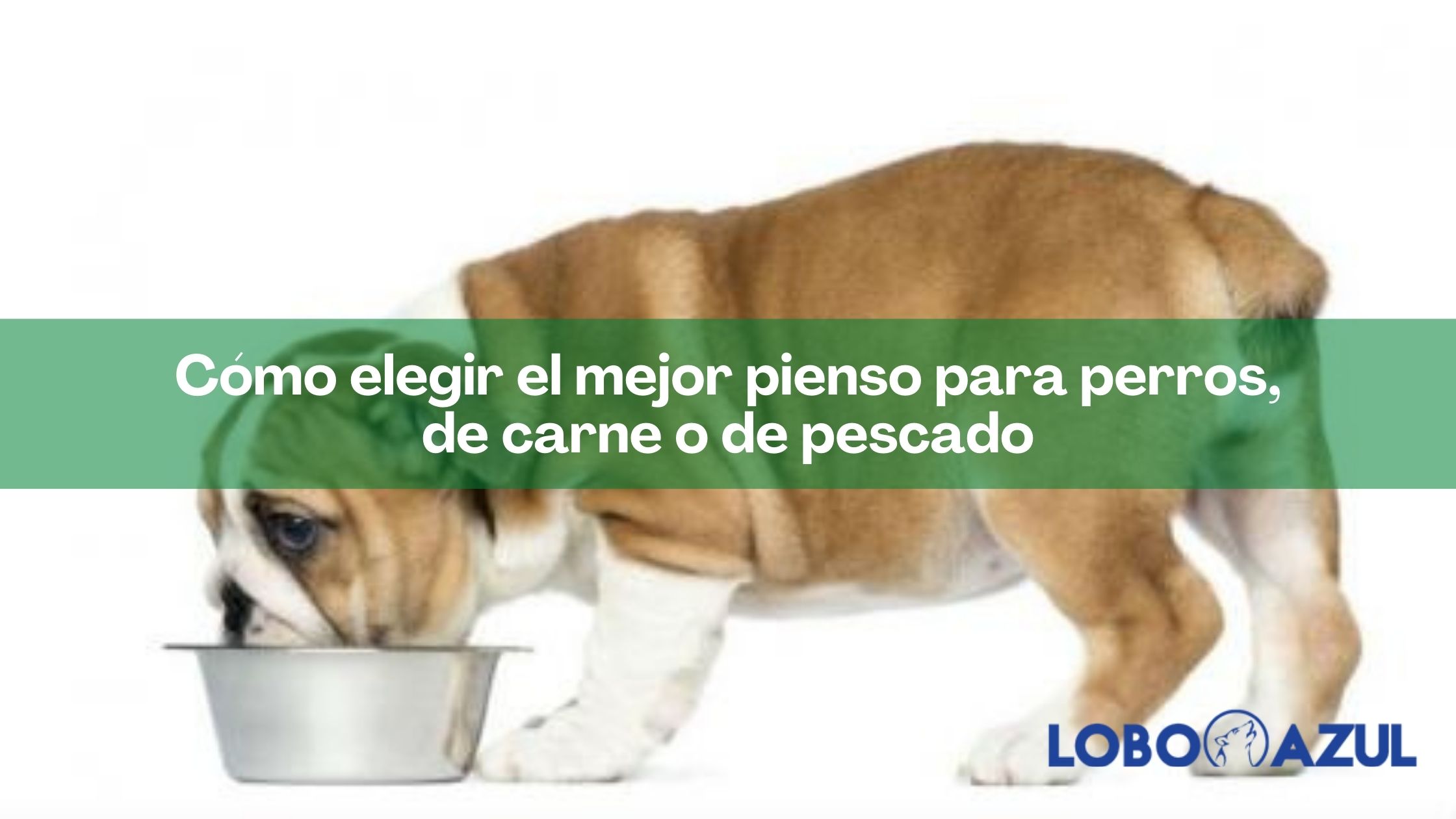 Cómo elegir el mejor pienso para perros, de carne o de pescado