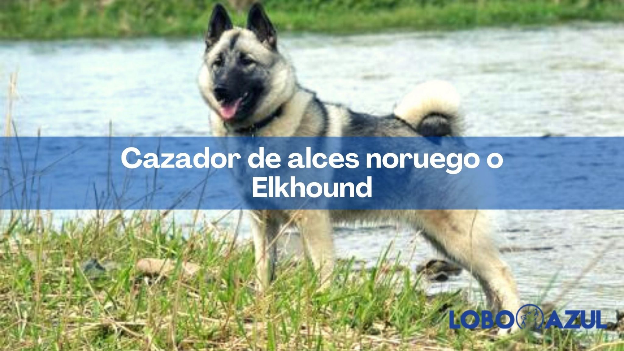 Cazador de alces noruego o Elkhound - Descubre cada aspecto de esta raza