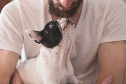 causas enfermedades perros y humanos