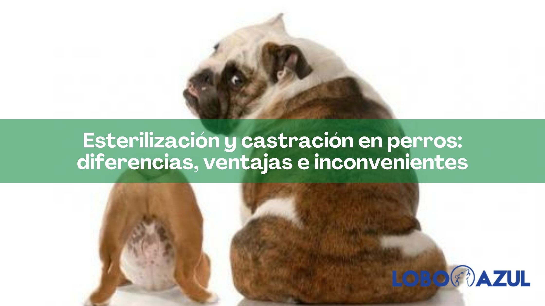 Esterilización y castración en perros: diferencias, ventajas e inconvenientes