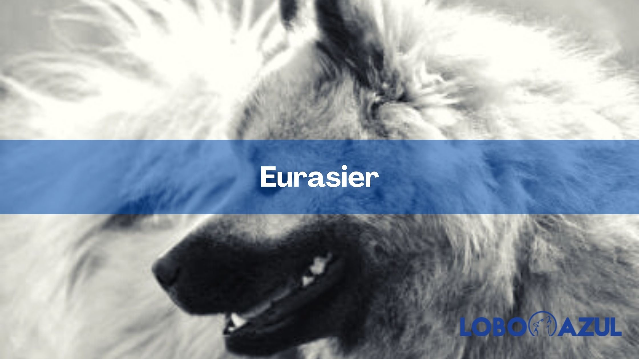 Eurasier - Te presentamos esta raza de perro grande y elegante