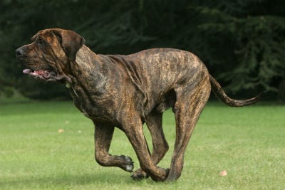 Fila Brasileiro