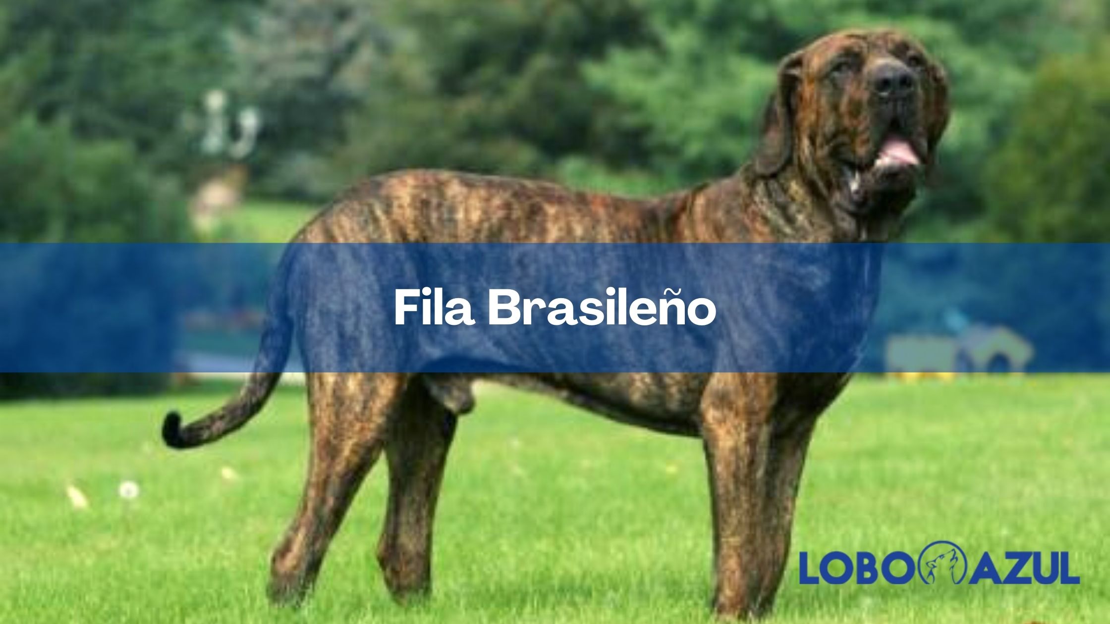 Fila Brasileño - Un guardián para la familia