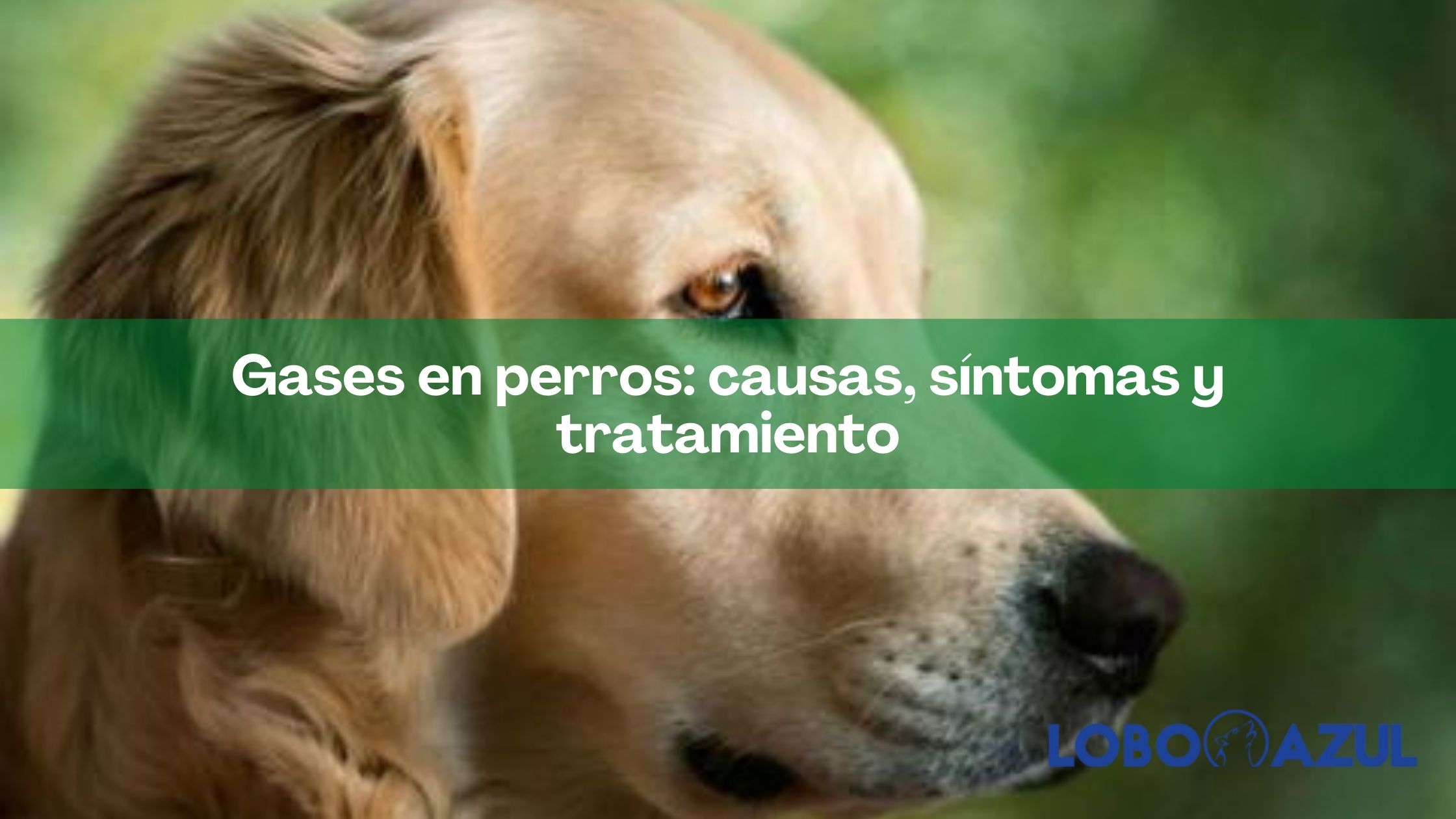 Gases en perros: causas, síntomas y tratamiento