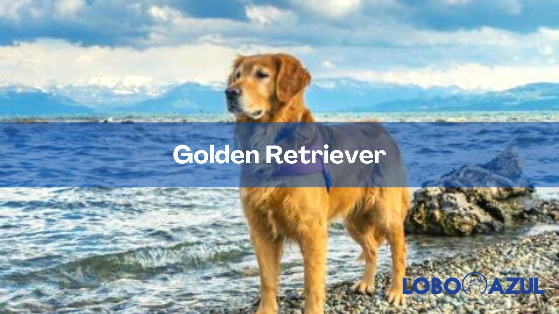 El Golden retriever: Un compañero fiel y versátil