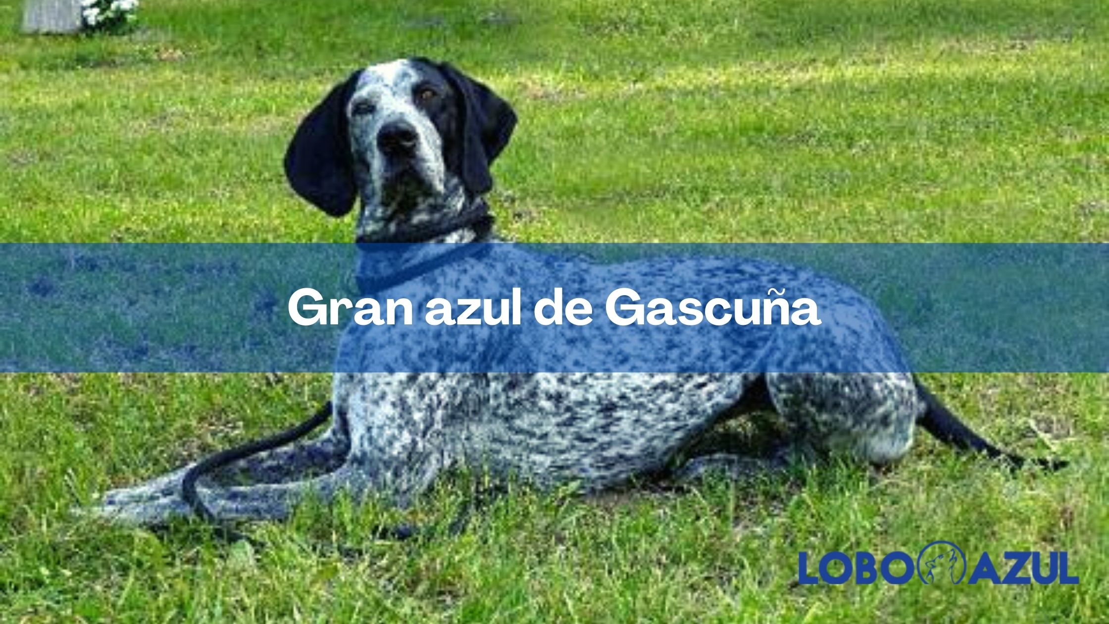 Gran azul de Gascuña - Te contamos todo sobre esta raza