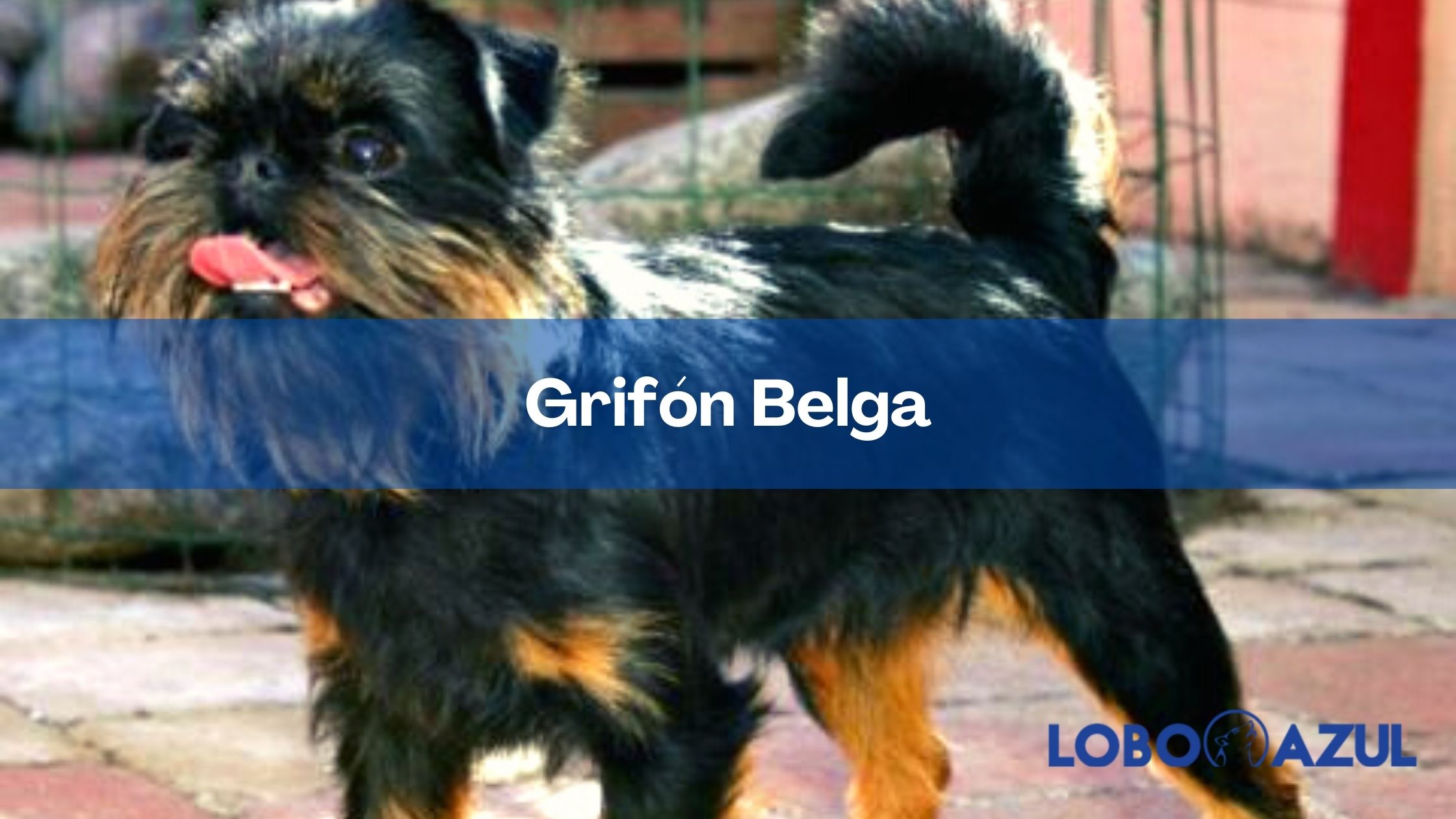 Grifón Belga - características, historia y cuidados de estos perros