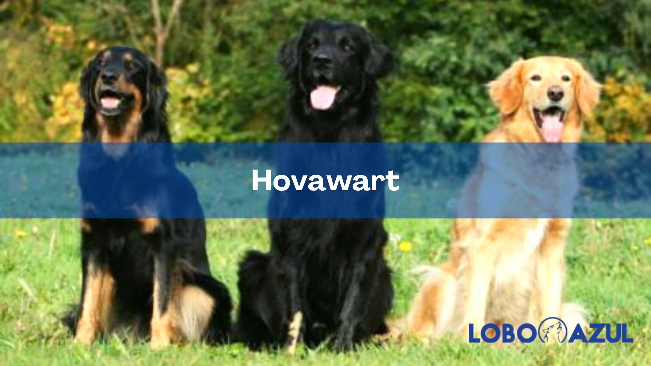 Hovawart - Descubre a estos amorosos perros