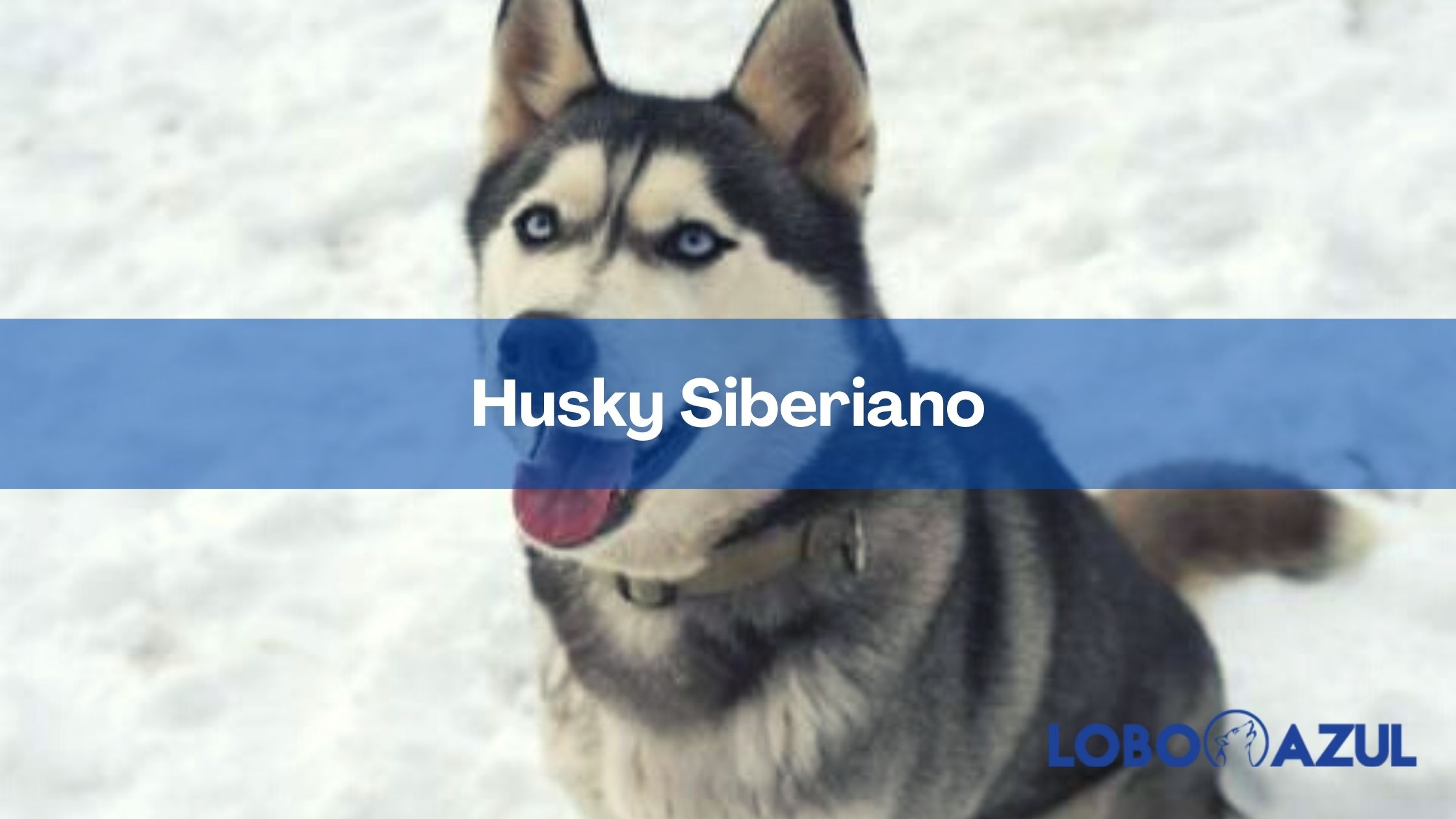 Husky Siberiano, la raza de perro originaria de Siberia