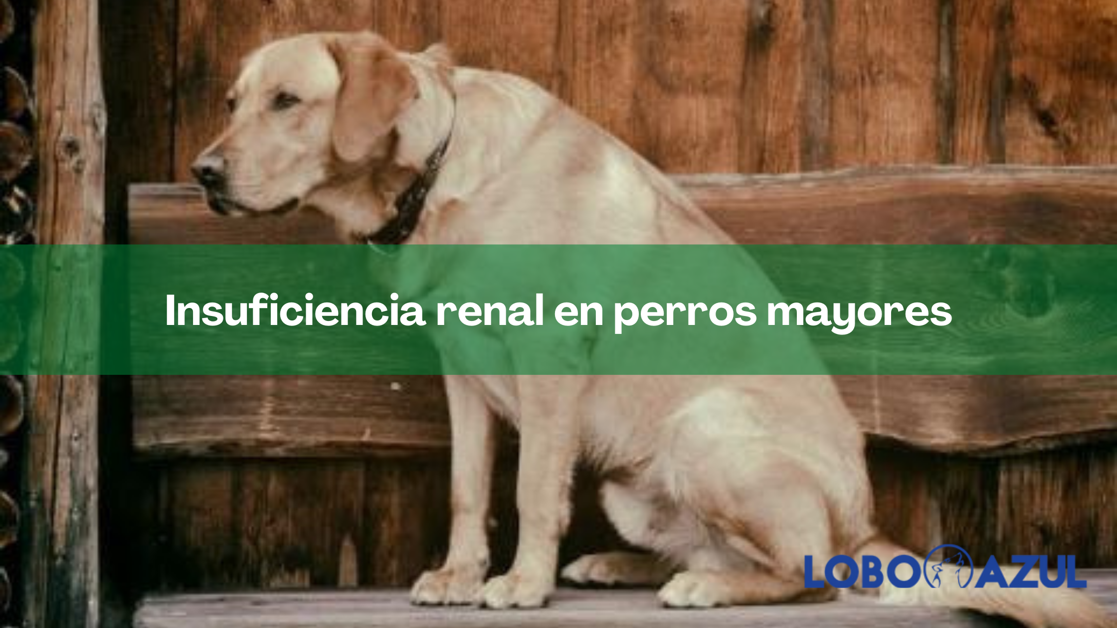 Insuficiencia renal en perros mayores