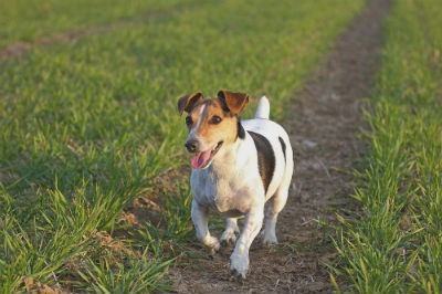 perro de caza Jack Russell Terrier