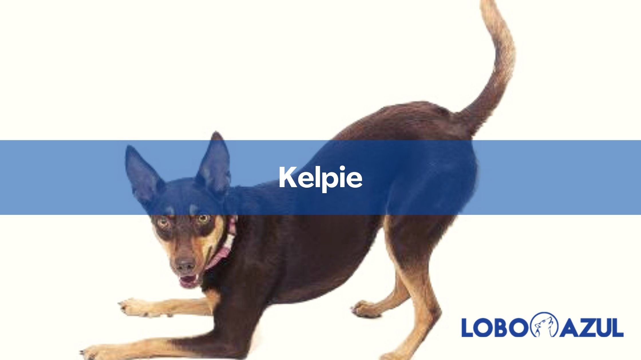 Kelpie Australiano - Una de las razas favoritas