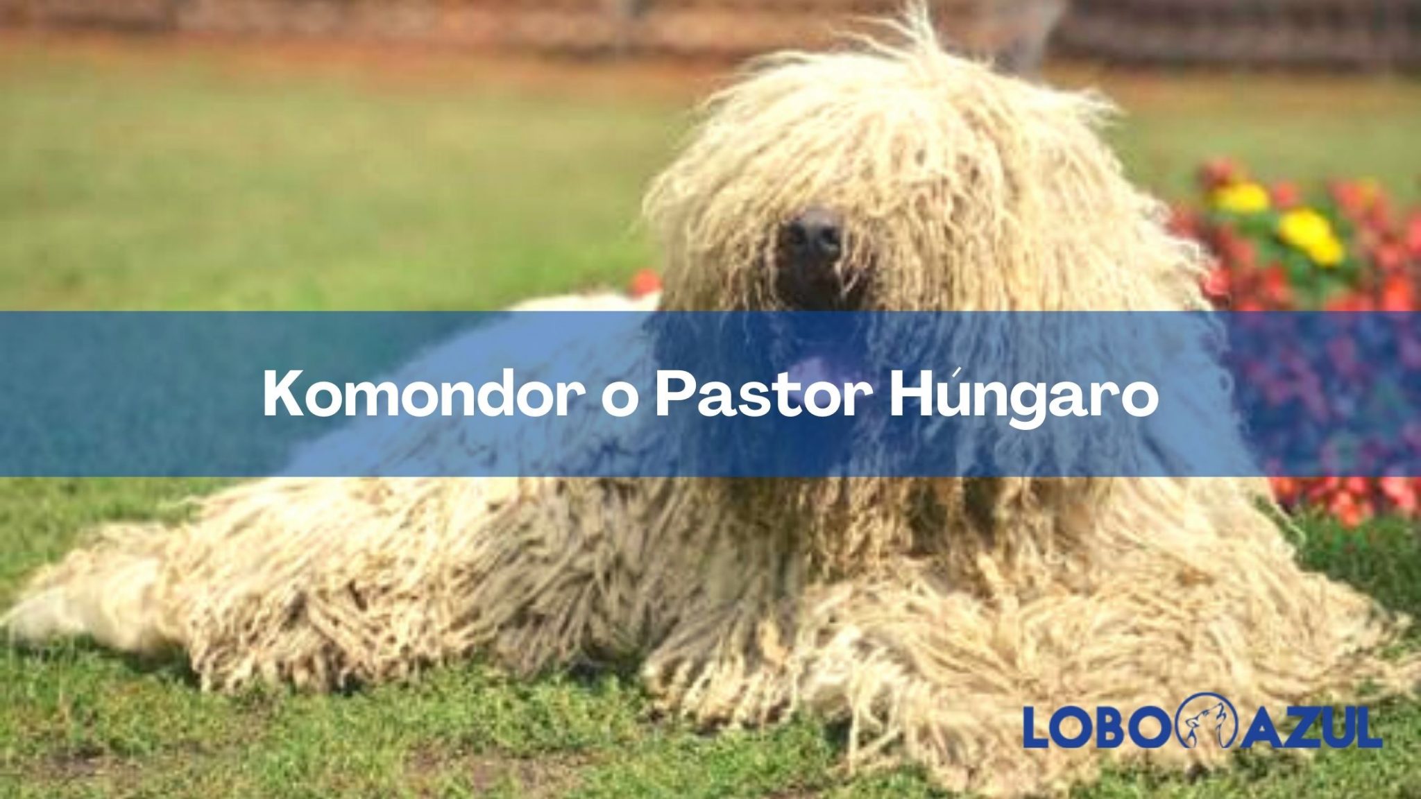 Komondor o pastor hungaro