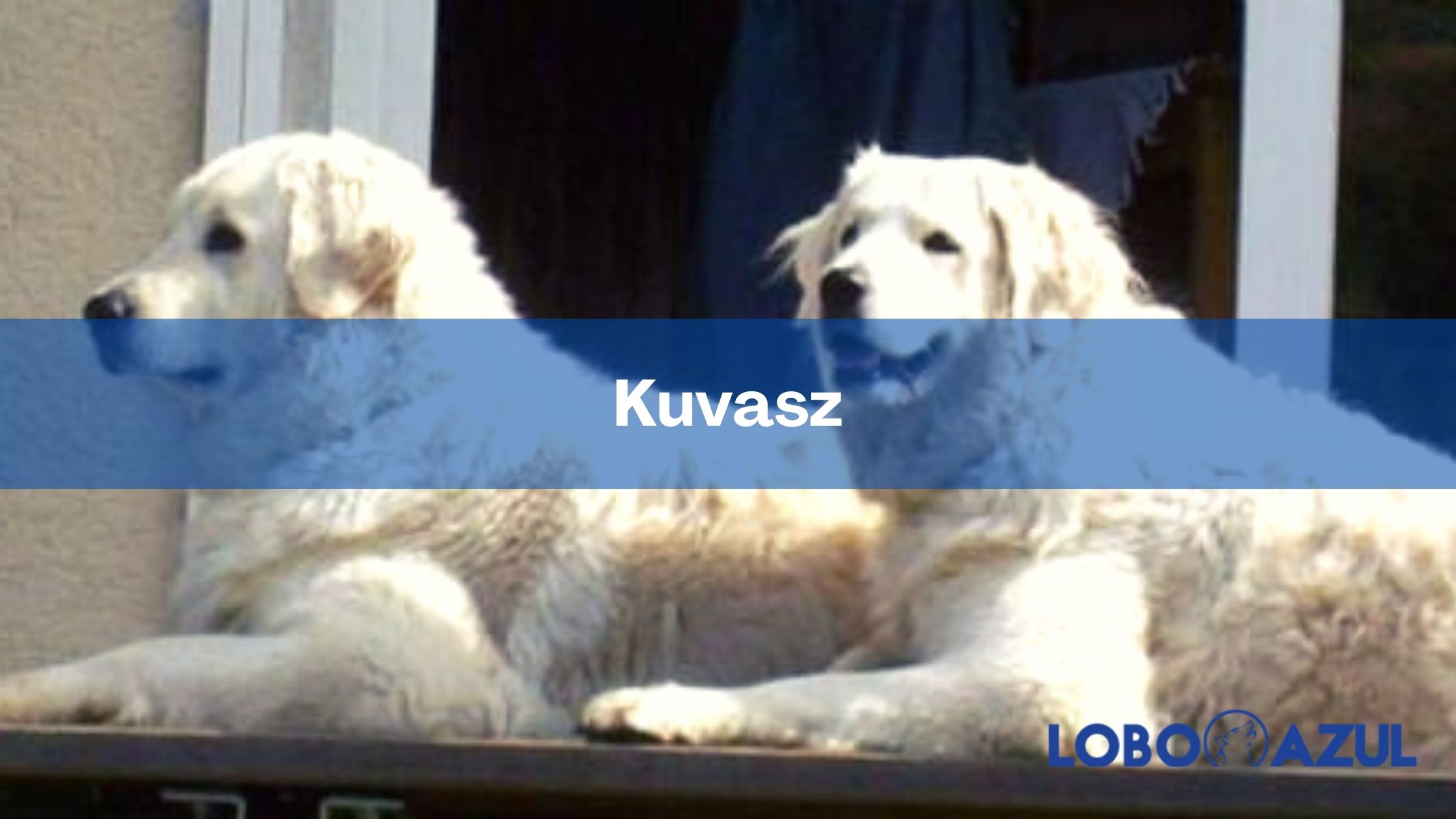 Kuvasz - Te explicamos cómo es este seguro y valiente perro