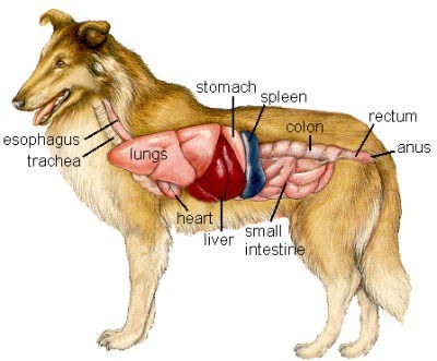 Sistema digestivo de un perro