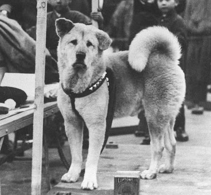 historia de Hachiko