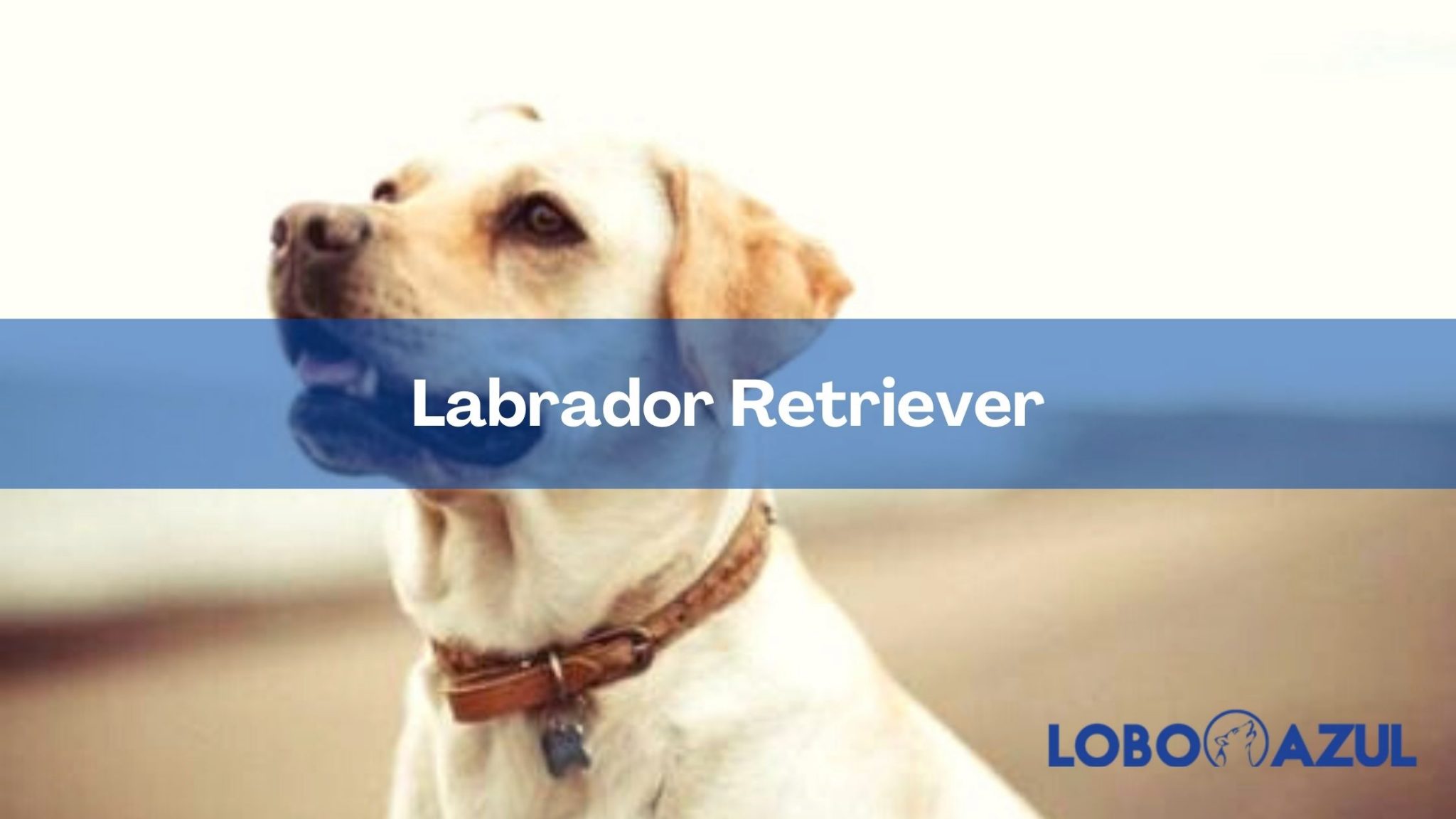 El Labrador Retriever: Muy inteligente, amable y noble