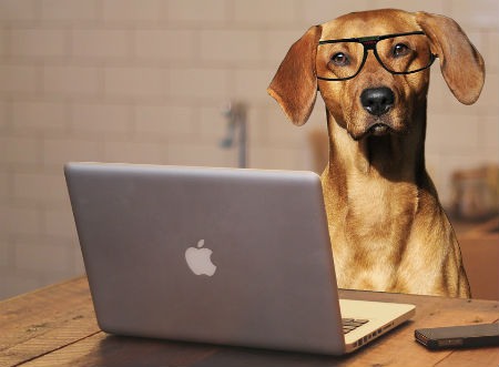 tipos inteligencia canina