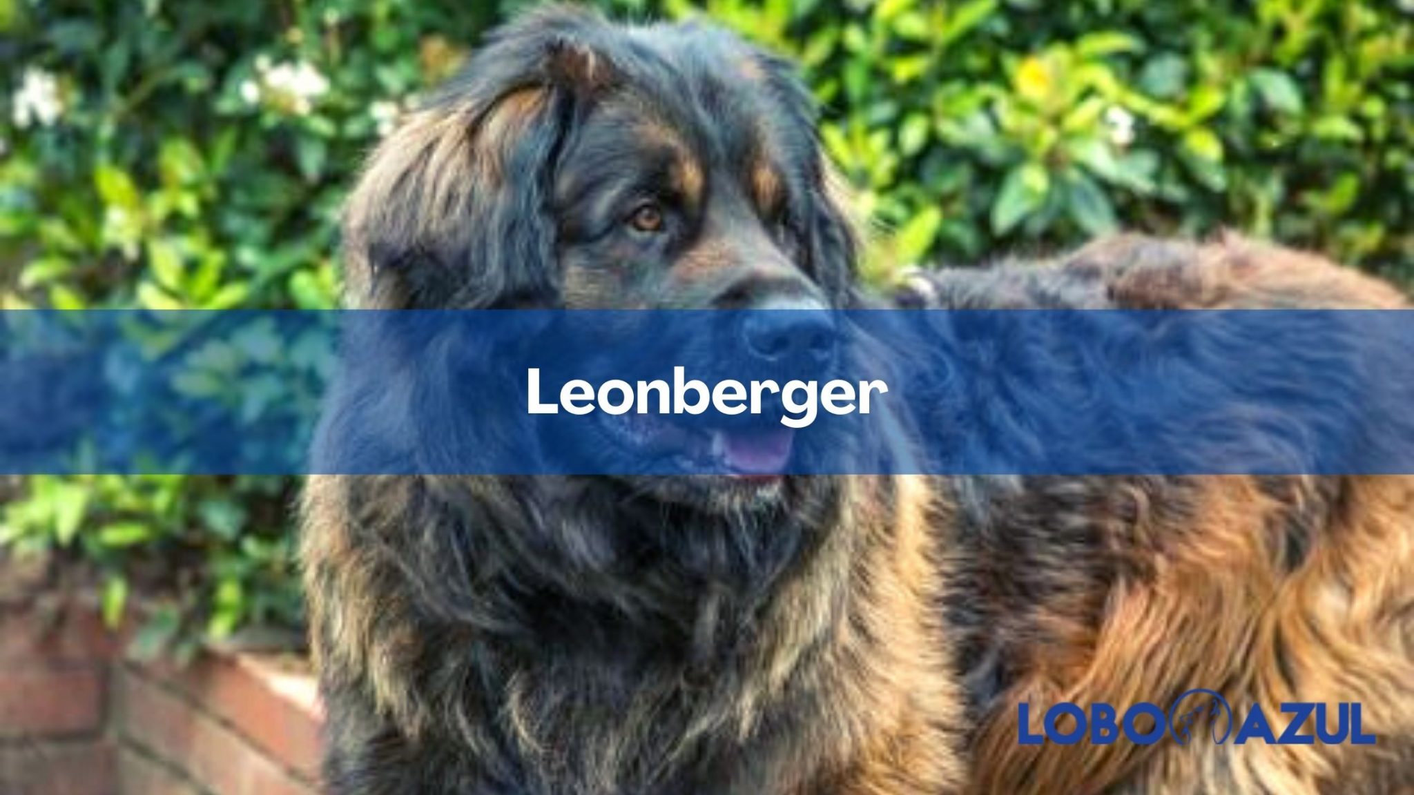 Leonberger: un gigante del mundo canino