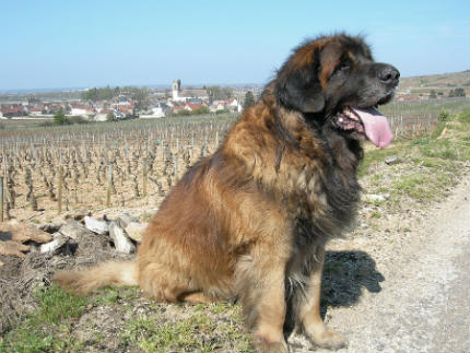 perro leonberger