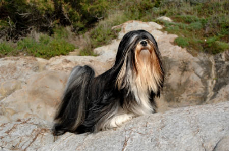 cuidados del Lhasa Apso