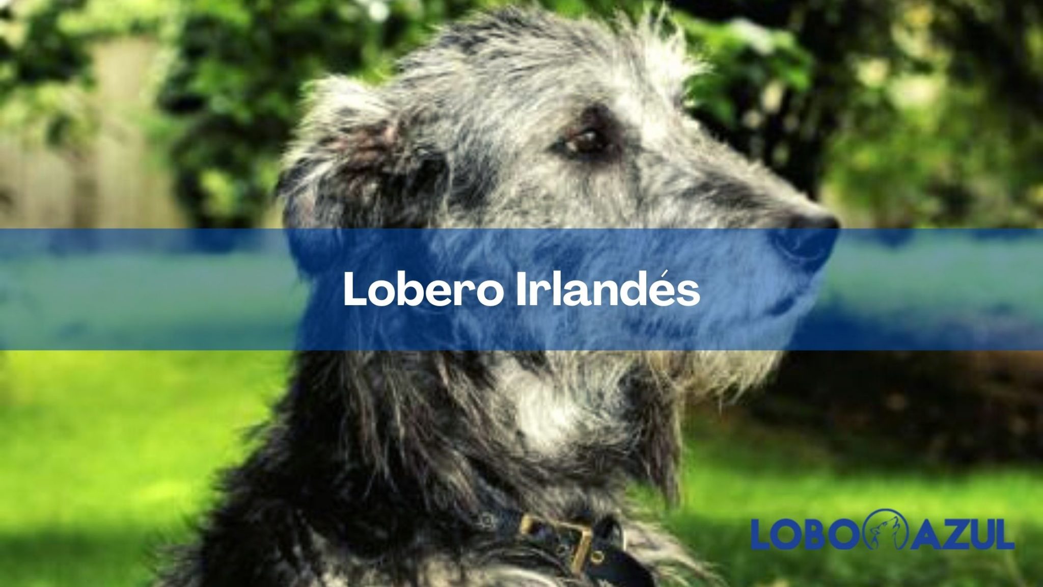 Lobero irlandés, un inmenso bonachón