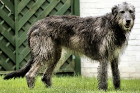 Irish wolfhound