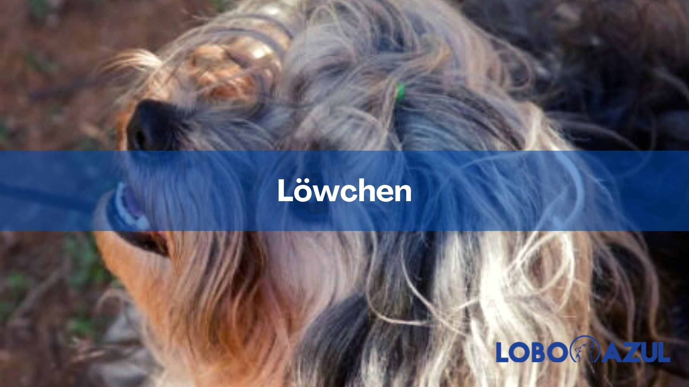 Löwchen - Descubre a los pequeños perros león