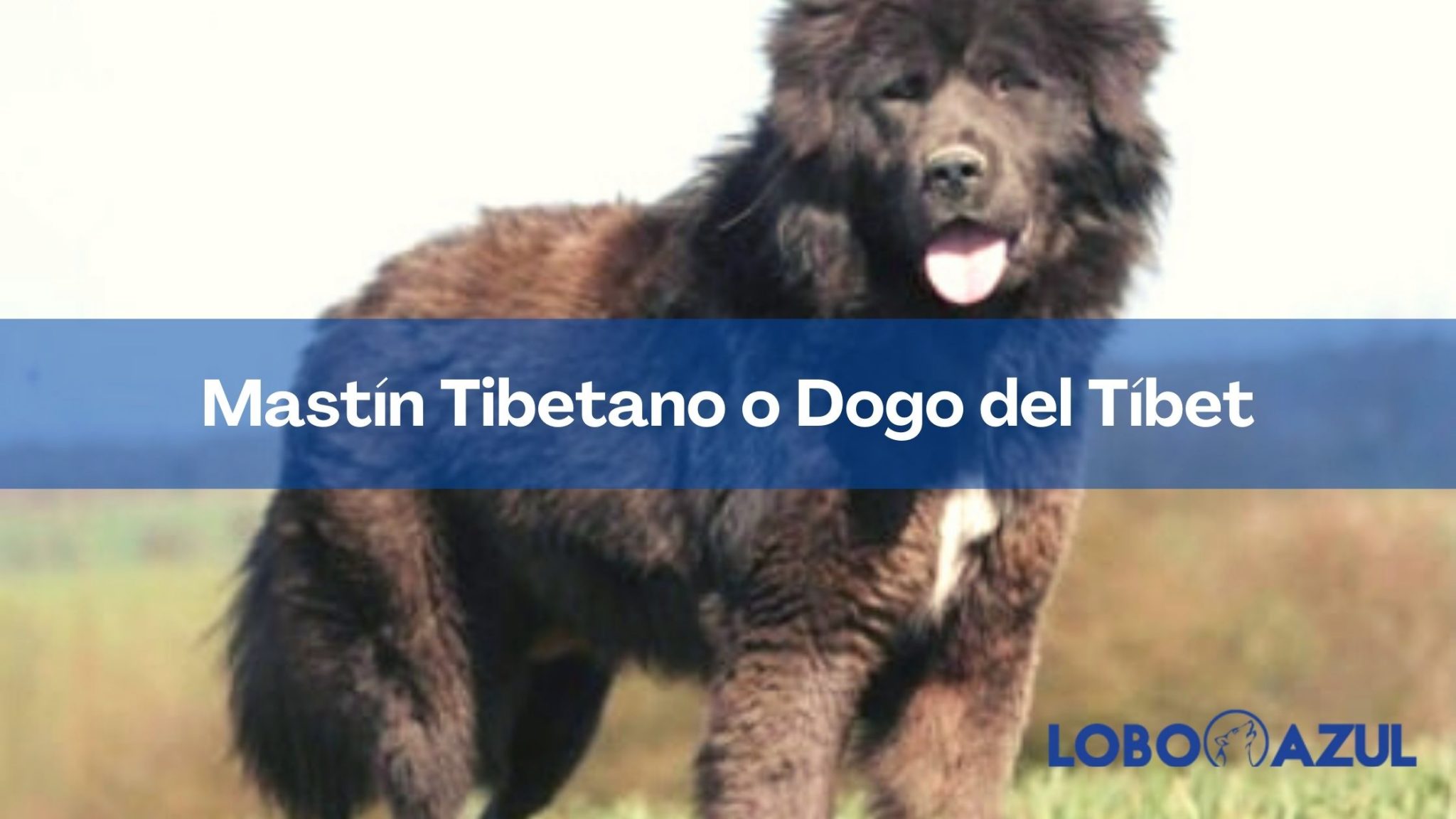 El Mastín Tibetano - La guía mas completa sobre el Dogo del Tíbet