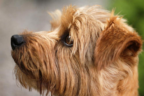 perro de Norfolk